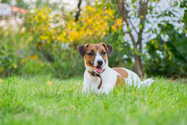 istock Dog breed Jack Russell Terrier lies on the grass 680058176