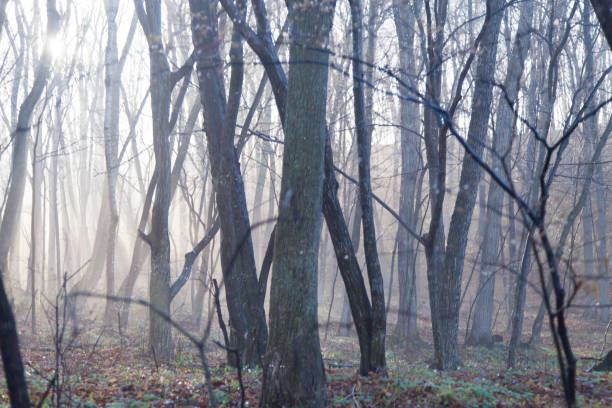 istock Fog in the wood 680064760