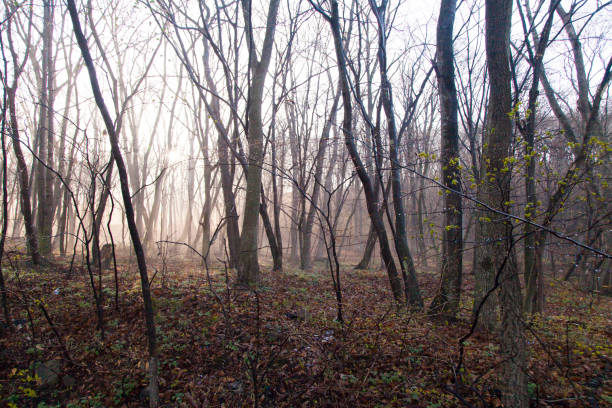istock Fog in the wood 680064770