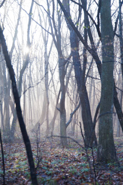 istock Fog in the wood 680064772