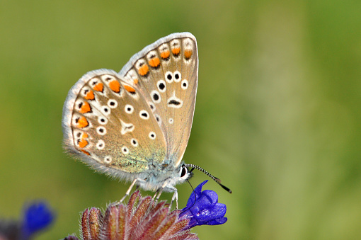 Small blue butterfly on wild flowers, natural habitat
