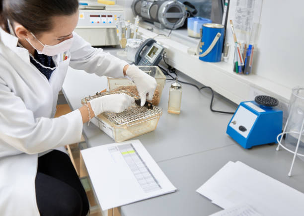 女性科学者は実験室のマウスを扱う - mouse cage ストックフォト��と画像