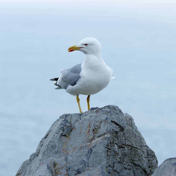 gaivota de pata amarelas (larus michahellis) - michahellis - fotografias e filmes do acervo