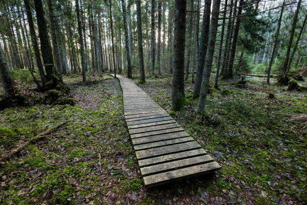 istock old wooden boardwalk covered with leaves in ancient forest 680071218