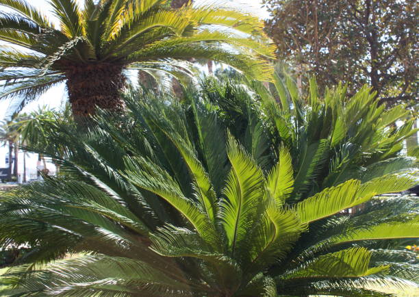 istock Palm trees on the Croisette de Cannes 680071592