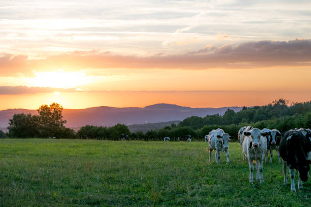 istock sunset country and cow 680072010