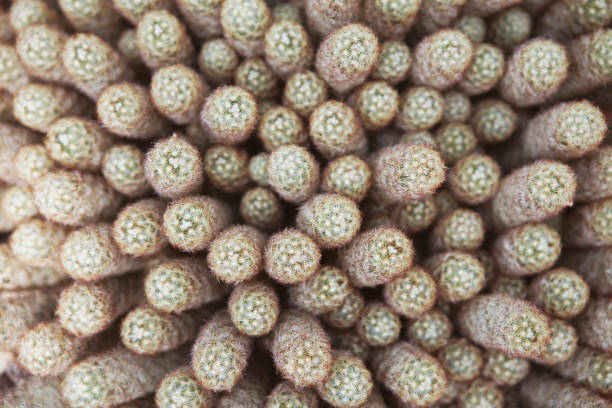 istock Nature background of cacti 680075126