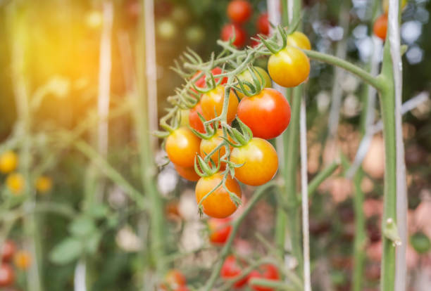 istock red tomatoes hanging in garden 680075228