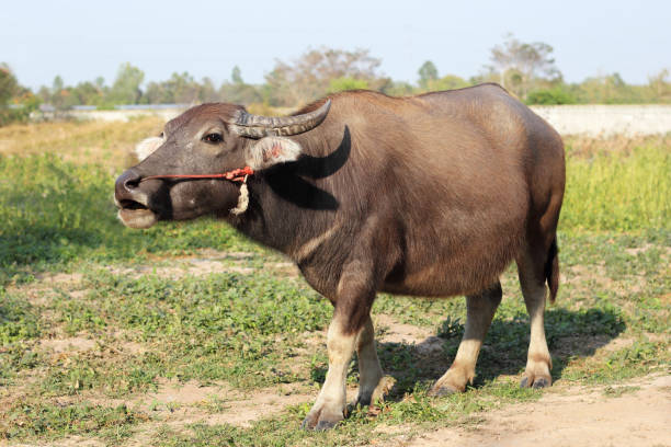 istock Thai buffalo in farm 680075624