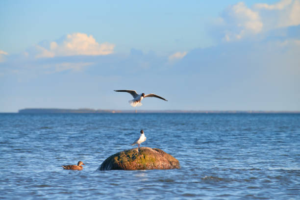 bird, sea, water, сoast