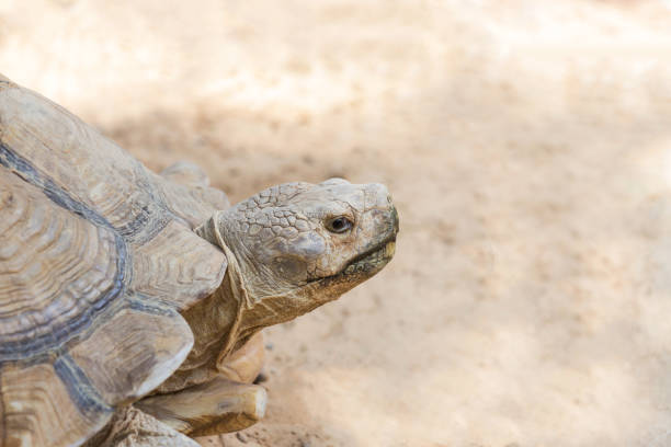 istock Close up  sulcata tortoise or African spurred tortoise (Geochelone sulcata) 680078418