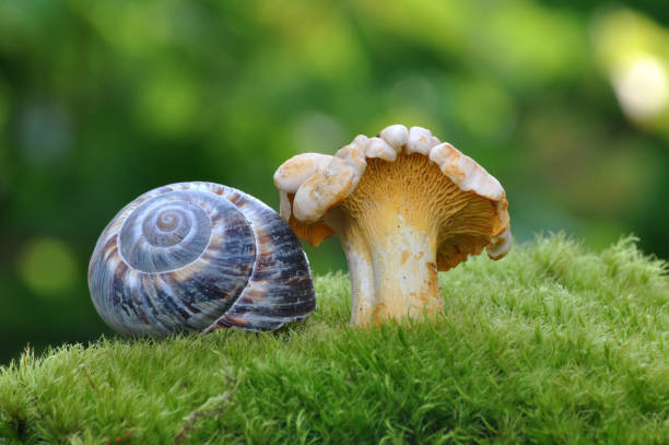istock Bright Orange Chanterelle Mushroom and snail shell. 680078676