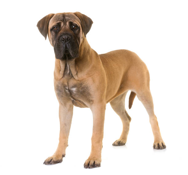 young bullmastiff young bullmastiff in front of white background mastiff stock pictures, royalty-free photos & images