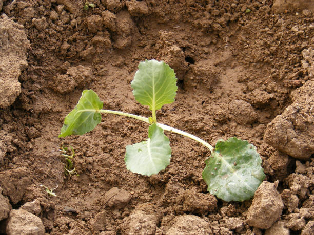 istock Cultivating white cabbage fuder, white cabbage in natural field 680080578