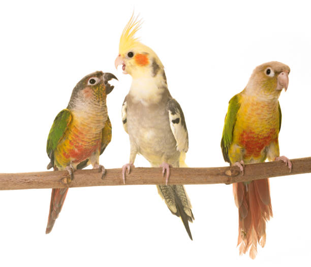 istock young cockatiel and Green-cheeked parakeet 680081012