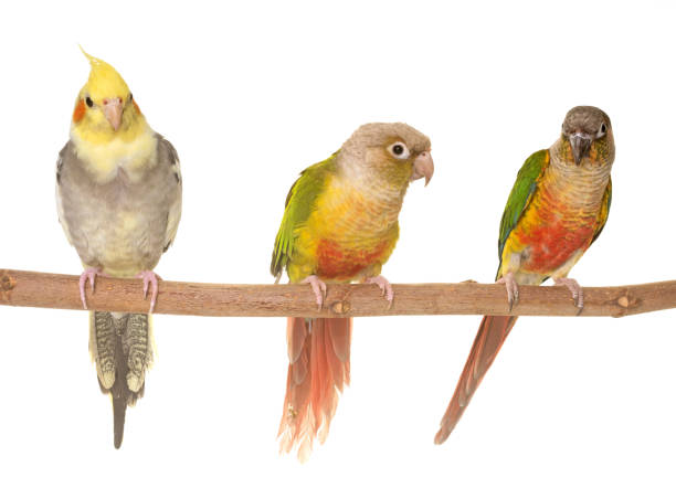 istock young cockatiel and Green-cheeked parakeet 680081016