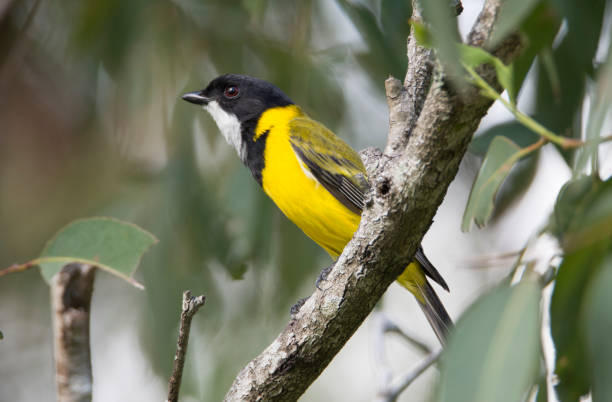istock Golden Whistler -  Lake Samsonvale 680081352