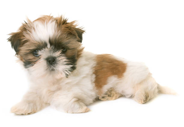 istock shih tzu puppy 680081600