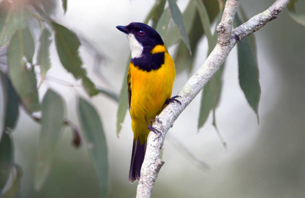 istock Golden Whistler -  Lake Samsonvale 680081628
