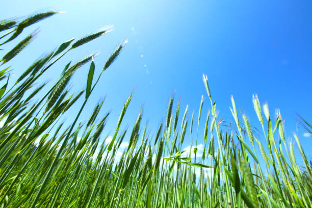 istock Summer field of wheat 680082106
