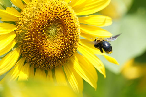 tournesol - abeille menuisière photos et images de collection