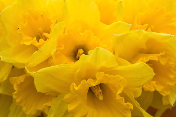 A bunch of daffodil! A bunch of daffodil flowers in close up narcissus mythological character stock pictures, royalty-free photos & images