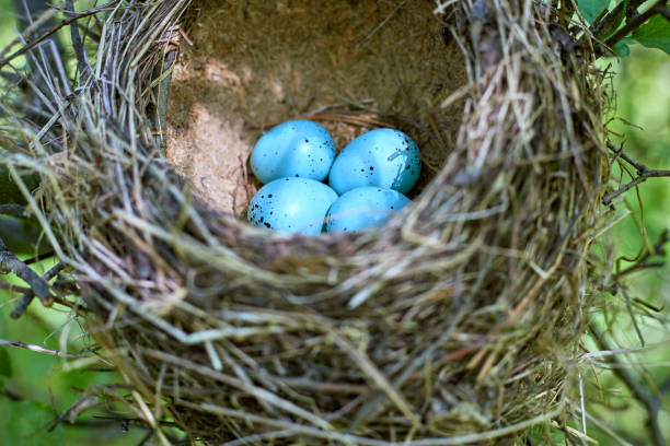 istock A nest of birds on a tree in the wild. 680092688
