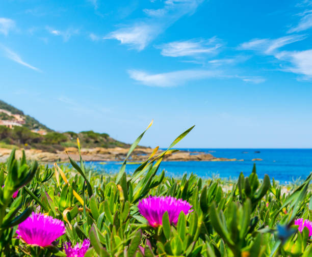 istock Pink flowers in Porto Tramatzu 680095392
