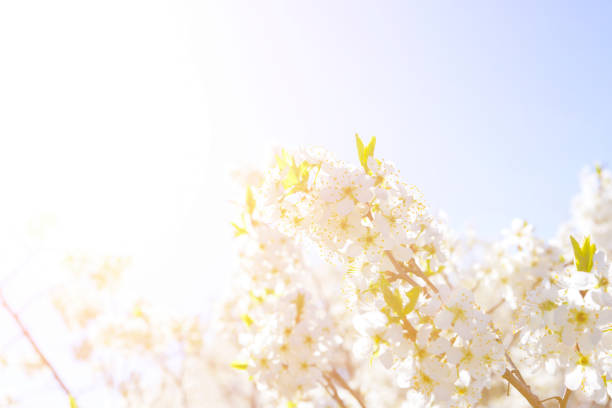 Field of white tulips under blue sky