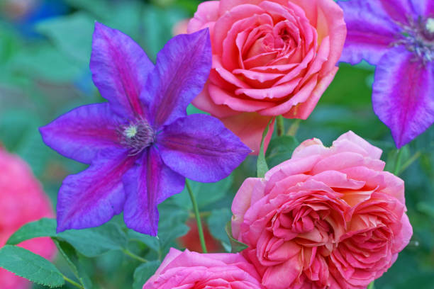 istock English rose and clematis 680097456
