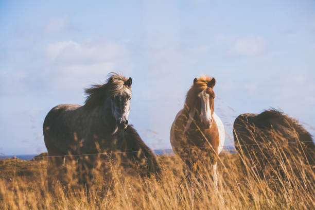 istock Horses on colourful meadow in Iceland. 680097474