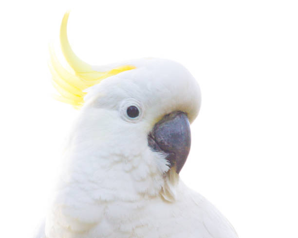 istock Sulphur Crested Cockatoo on White Background 680100282
