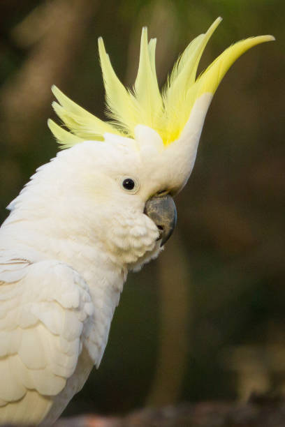 istock Sulpur Crested Cockatoo Crest 680100286
