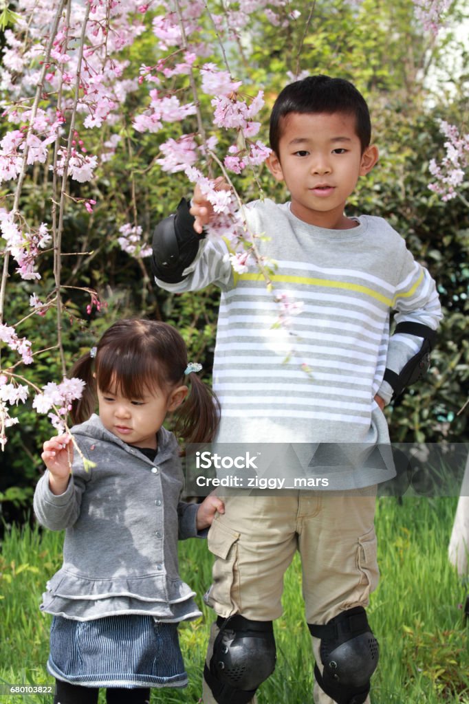 Japanese brother and sister (7 years old boy and 2 years old girl) and cherry blossoms 2-3 Years Stock Photo