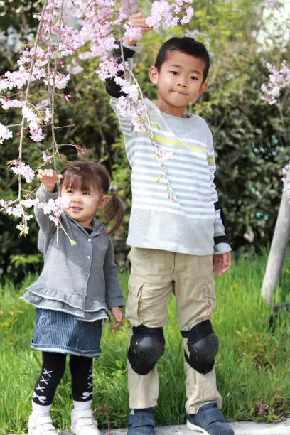 Photo of Japanese brother and sister (7 years old boy and 2 years old girl) and cherry blossoms