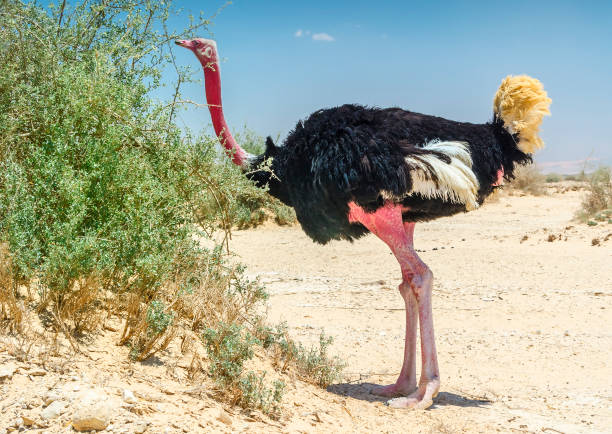männchen der afrikanischen strauß (struthio camelus) - afrikanischer strauß fotos stock-fotos und bilder