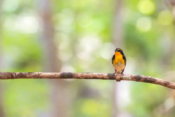 Bird (Narcissus Flycatcher, Ficedula narcissina) male black, orange, orange-yellow color  perched on a tree in the garden risk of extinction