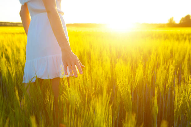 istock Blurred hand touching wheat spikes with her hand at sunset 680104622