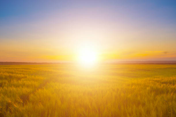 istock Wheat field on beautiful sunset. Nature background 680104768