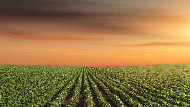istock Panorama of soy meadow at beautiful sunset 680104892