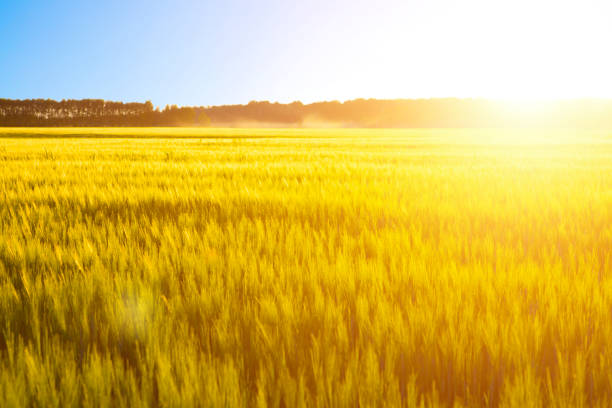 istock Wheat field on beautiful sunset. Nature background 680105160