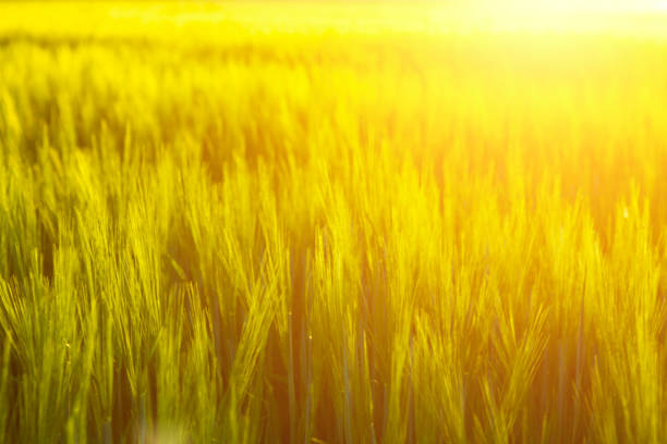 istock Yellow wheat field and sunny day. Nature background 680105636