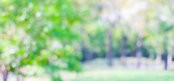 istock Blur park with bokeh light background, nature, garden, spring and summer season 680106002