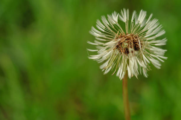 istock Spring flowers beautiful dandelions in green grass. 680106380