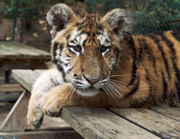 istock Puppy Bengal tiger, wild animal 680106406