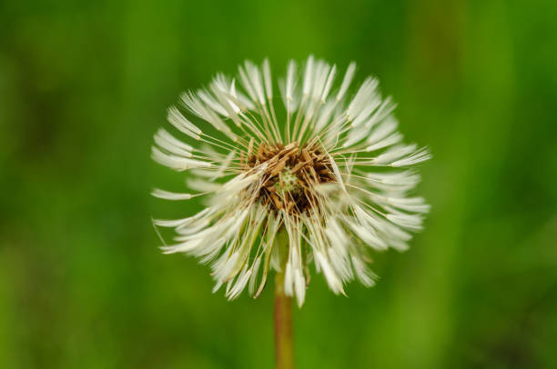 istock Spring flowers beautiful dandelions in green grass. 680106460