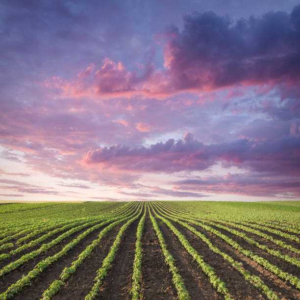 istock Young soybean crop meadow at idyllic sunset 680106464