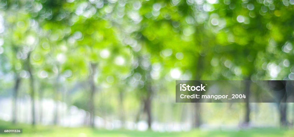 Blur park with bokeh light background, nature, garden, spring and summer season Tree Stock Photo