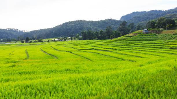 istock Green rice terrace field in Chiang Mai, Thailand. 680114034