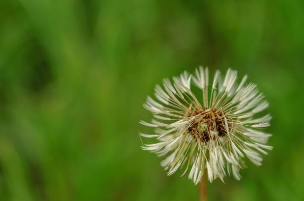 istock Spring flowers beautiful dandelions in green grass. 680114064